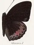 Lexias dirtea khasiana ♂.