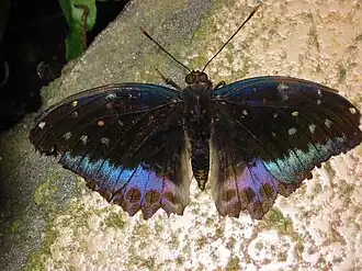 Description de cette image, également commentée ci-après