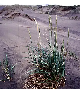 Description de l'image Leymusmollis.jpg.