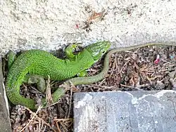 Lézard vert femelle (Lacerta bilineata) de 30&nbsp;cm pouvant être trouvé en France.