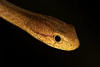 Description de l'image Liane coiffée photo.jpg.