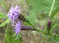 Liatris cylindracea(Sottotribù Liatrinae)