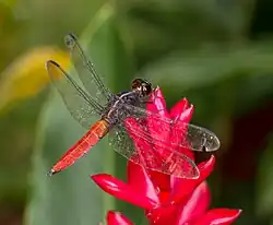 Libellula herculea