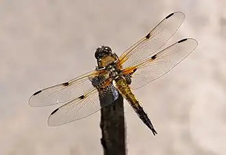 Description de cette image, également commentée ci-après