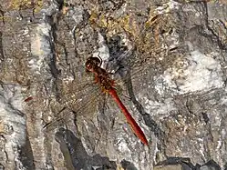 Sympétrum méridional.