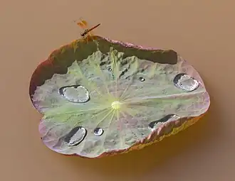 Libellule brachythemis contaminata, mâle, sur une feuille de nelumbo nucifera (Lotus sacré) avec des gouttes d'eau, à la surface d'un étang boueux, à Don Det. La texture du Nelumbo est une surface superhydrophobe et cette propriété a donné son nom à l'effet lotus, quand les gouttes d'eau glissent sur la surface sans la mouiller.