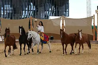 Photographie d'une femme assise sur un cheval blanc accompagné de quatre autre chevaux sans atelage, tous marchant côte à côte