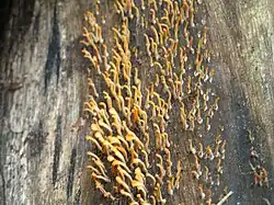 Champignons colonisant la surface d'un tronc.