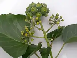 Ombelle de fruits de lierre.