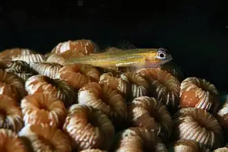 Coryphopterus lipernes