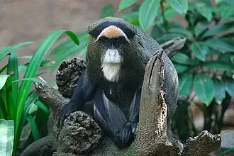 guenon