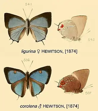 Description de l'image Ligurina corolena Hewitson1874OD.jpg.