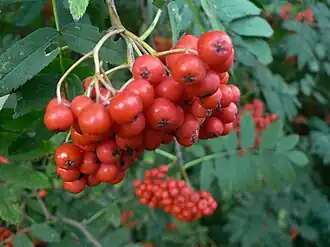 Image illustrative de l’article Sorbe