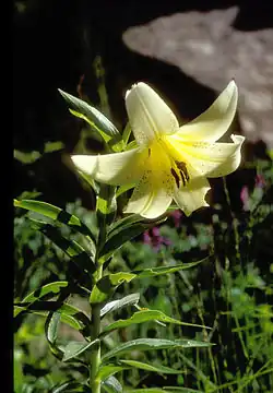 Lilium monadelphum subsp. armenum.