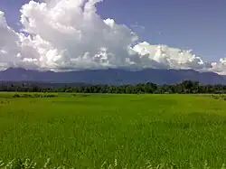 Comme dans la plupart des régions allant de l'Inde du Sud aux confins du Nord-Est de l'Inde, le riz est en Assam la céréale reine.