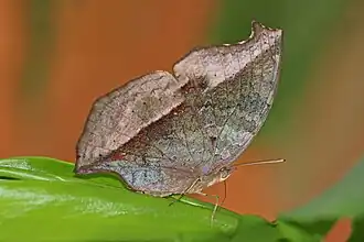 Salamis cacta, revers.