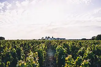 Image illustrative de l’article Saint-estèphe (AOC)