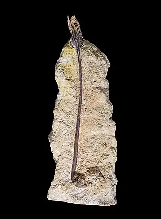 Liliocrinus polydactylus Muséum de Toulouse