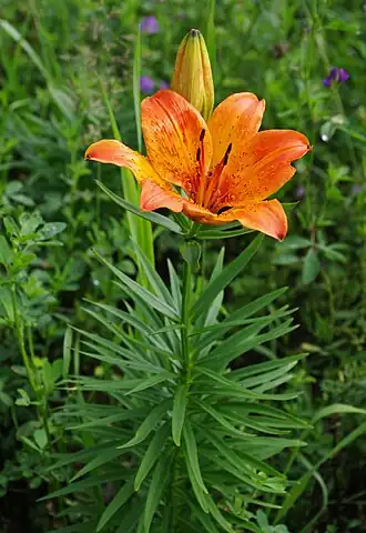 Description de cette image, également commentée ci-après