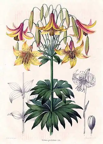 Description de l'image Lilium canadense - Annales de la Société royale d’Agriculture et de Botanique de Gand, Journal d’horticulture by Charles Morren.jpg.