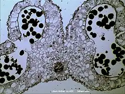 Anthère mûre, les sacs polliniques ont fusionné en loges.