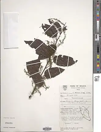 Description de l'image Limacia oblonga Hook. f. & Thomson nmnhbotany 15191520 NMNH-03579277.jpg.