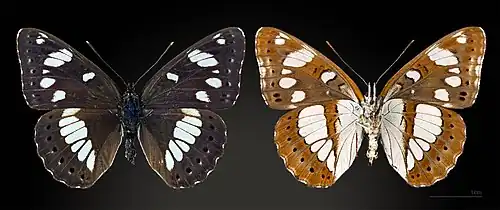 Limenitis reducta