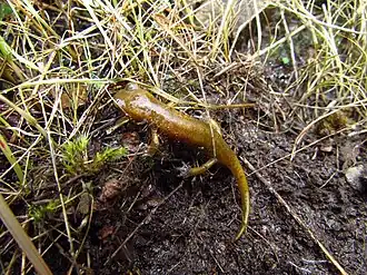 Description de l'image Limestone Salamander imported from iNaturalist photo 115959673 on 22 December 2021.jpg.