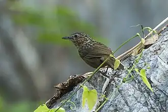 Description de l'image Limestone Wren-Babbler - Central Thailand S4E0918 (19540590522).jpg.