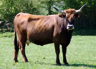 Vache limia.