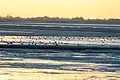 Photo de la Baie de Somme avec des zones de vasières et des bancs de sable sur lesquels sont posés des limicoles (petits oiseaux).