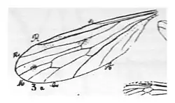  Limnobia Deferi N. Théobald holotype, éch. R497 x 3,3 p.&nbsp;236 pl XVIII Diptères du Sannoisien de Kleinkembs - détail de l'aile.