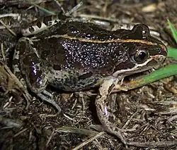 Individu présentant une ligne longitudinale orange.