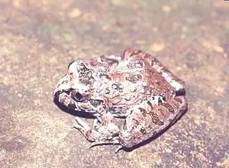 Description de l'image Limnomedusa macroglossa.jpg.