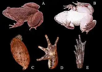 Description de l'image Limnonectes bannaensis (10.3897-BDJ.9.e67253) Figure 3.jpg.