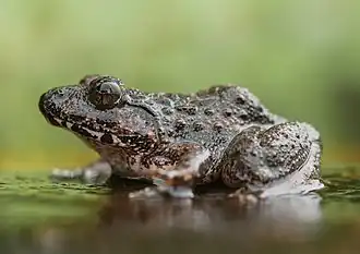 Description de l'image Limnonectes gyldenstolpei, Gyldenstolpe's frog (cropped).jpg.