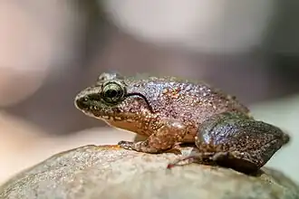 Grenouille limnonectes hascheanus