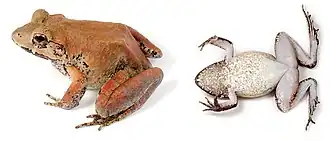 Description de l'image Limnonectes ingeri (10.3897-evolsyst.2.27020) Figure 2 (cropped).jpg.