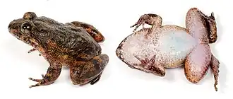 Description de l'image Limnonectes kuhlii (10.3897-evolsyst.2.27020) Figure 2 (cropped).jpg.