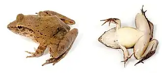 Description de l'image Limnonectes leporinus (10.3897-evolsyst.2.27020) Figure 2 (cropped).jpg.