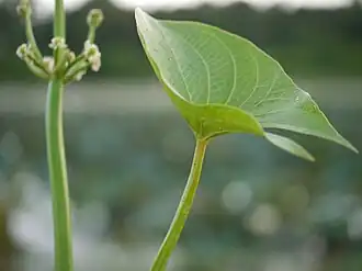 Description de l'image Limnophyton obtusifolium (L.) Miq. (6257262769).jpg.