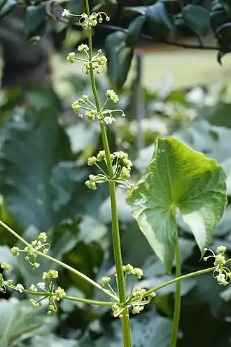Description de l'image Limnophyton obtusifolium 8305.jpg.
