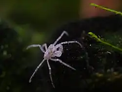 Limnopilos naiyanetri (Hymenosomatidae)