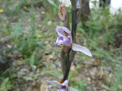 Détail d'une fleur de Limodorum abortivum