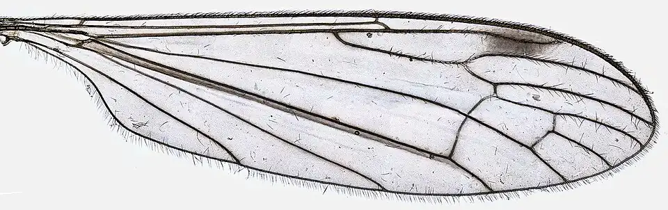 Limonia macrostigma - aile