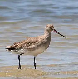 Barge hudsonienne (Limosa haemastica).