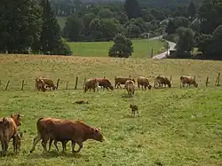 Bovins limousins près de Rempnat