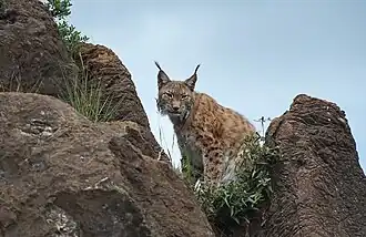 Lynx
