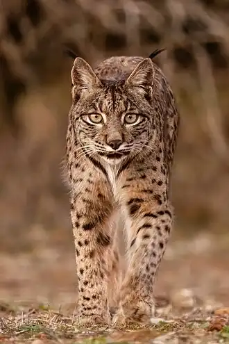 Description de l'image Lince ibérico (Lynx pardinus), Almuradiel, Ciudad Real, España, 2021-12-19, DD 02.jpg.
