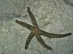 Petite comète de mer (Linckia multifora)